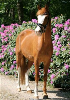 Wunderschönes Allround-Pony